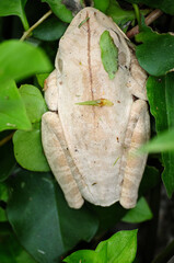 White tree frog (lives where there are banana trees) feeds on insects, harmless to humans