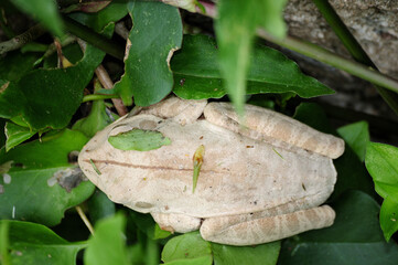 White tree frog (lives where there are banana trees) feeds on insects, harmless to humans