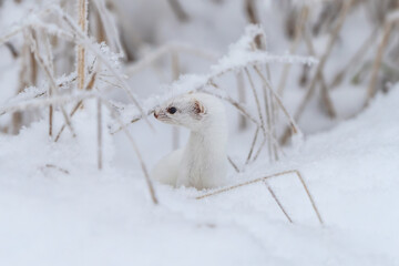 Least weasel in snow