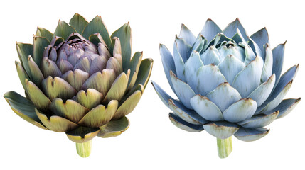 Fototapeta premium Two artichokes showing different stages of ripeness with transparent background