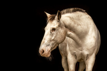 Fototapeta premium An appaloosa horse mare in front of black studio background. Black shot portrait of a horse