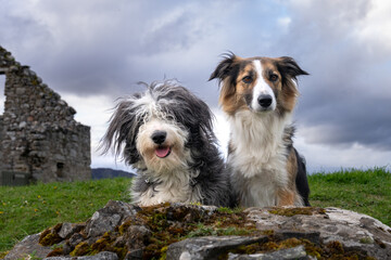 Two dogs near some ruins in Scotland posing on a rock