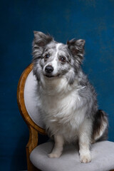 Australian Shepherd posing in a studio on a chair
