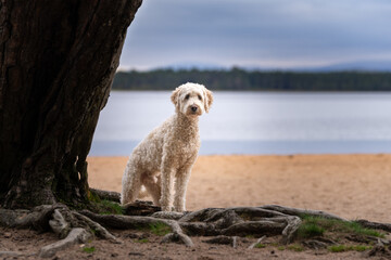 White mixed breed dog posing on a beach