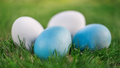 Fototapeta premium Blue and white colored eggs on green grass in garden. Happy Easter. Holiday celebration.