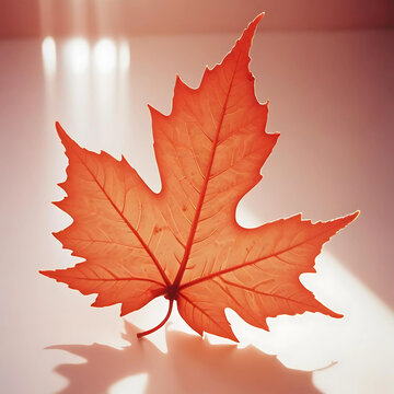 Stunning Red Leaf With Intricate Vein Details And Depth 