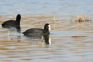 Focha común Fulica atra con reflejos en el agua y comida en el pico en el parque natural el Hondo, Elche, España
