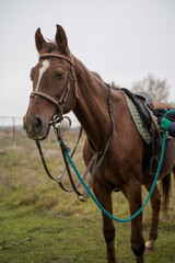 Fototapeta premium A brown horse with a bridle and saddle stands in a beautiful field