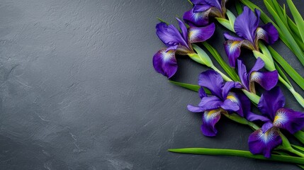 Stunning Close-Up of Vibrant Purple Iris Flowers Artfully Arranged on Dark Textured Background for Nature and Botanical Aesthetics