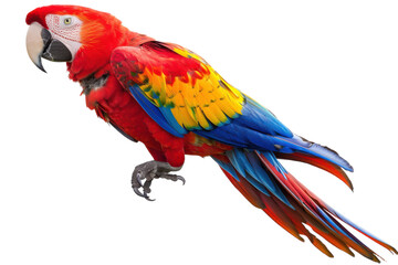 Obraz premium Vibrant Parrot Isolated on Transparent or White Background