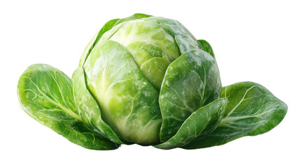 Fototapeta premium Brussel sprout isolated on white background 