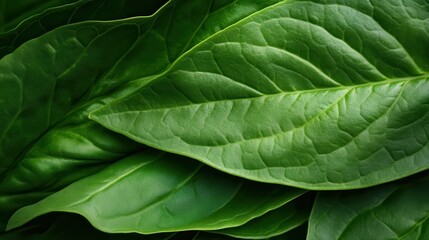A close-up image of fresh spinach leaves showcasing their natural green hues and textures, highlighting their organic appearance and health benefits.