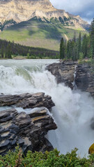 The majestic Athabasca Falls with a huge snow cap mountain and lush larch trees in the background