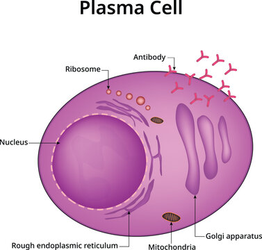 Plasma Cell Science  Vector Illustration