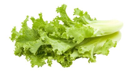 Fresh green lettuce showing its texture on transparent background