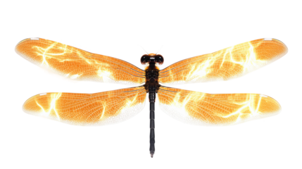 dragonfly isolated on white