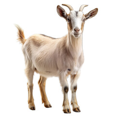 Obraz premium close up of a goat