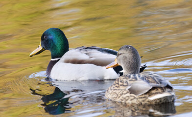 close up male mallard, two mallards on the lake, yellow golden colours on the lake, couple of mallards swimming on the lake, close up colorful waterbird, water droplets on the feathers