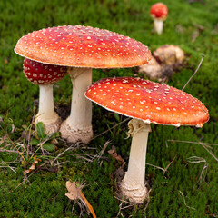 group of fly agaric mushrooms (Amanita muscaria) in all sizes
