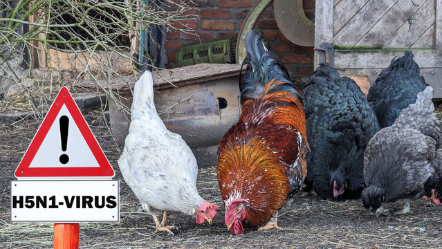 close-up of chicken, sign H5N1 concept of poultry, threat of avian influenza and illness among poultry.