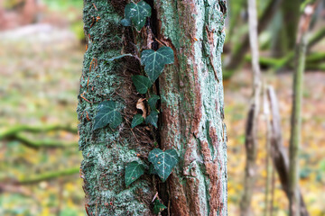 Bluszcz pospolity owijający się wokół pnia drzewa – symbioza roślin w leśnym ekosystemie, pełnym subtelnych faktur i naturalnego piękna.