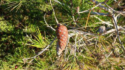 pine cone in the pine tree