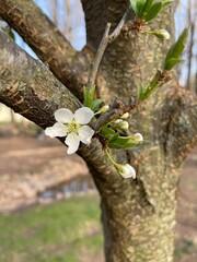 White Petals on Plum Blossom Flower on Plum Tree in Spring Time.