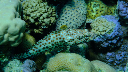 Greasy grouper (Epinephelus tauvina) undersea, Red Sea, Egypt, Sharm El Sheikh, Montazah Bay