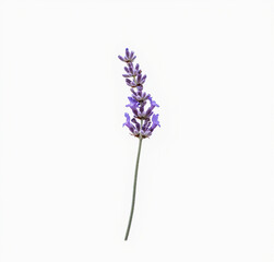 Obraz premium flower isolated on white background