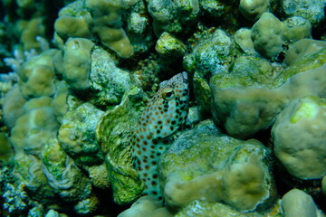 Greasy grouper (Epinephelus tauvina) undersea, Red Sea, Egypt, Sharm El Sheikh, Montazah Bay