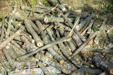 A pile of cut large tree branches, firewood
