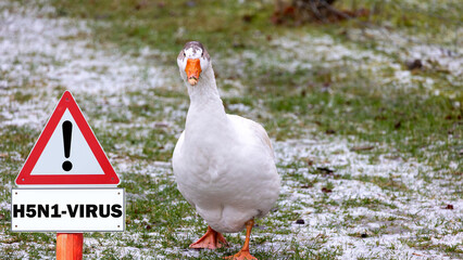 Close-up of a goose, sign H5N1 concept for poultry, danger of bird flu and disease in poultry.