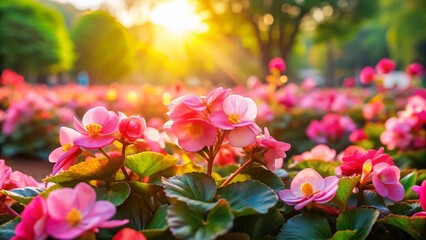 Obraz premium Vibrant Pink Begonia Blooms in a Park Flowerbed - Tilt-Shift Photography