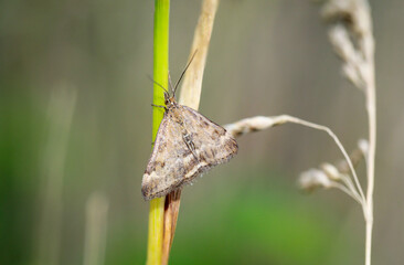 An einem Grashalm sitzt ein Wegerich Zünsler (Pyrausta despicata) oder Heidespanner.