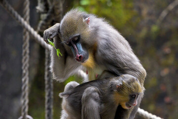 Close up photo of a female mandrill