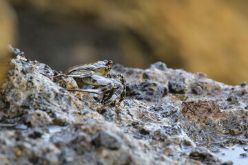 Eine grün bräunliche Krabbe auf einem Felsen am Meer.
