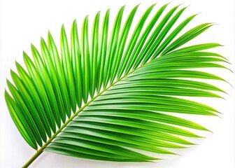 Obraz premium Elegant palm leaf, isolated on a pure white backdrop.