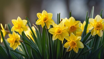 yellow daffodil vegetation