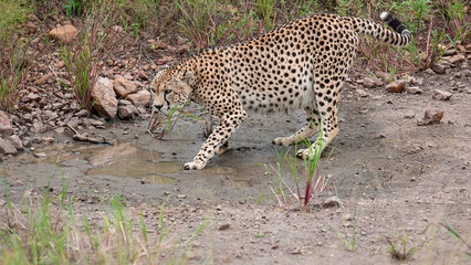 cheetah on the ground
