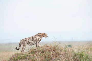 cheetah in the savannah