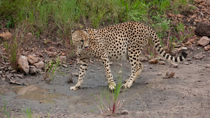 cheetah on the ground