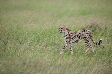 cheetah in the grass