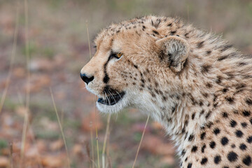 cheetah in the savannah