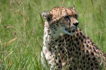 Malaika cheetah in the Masai Mara