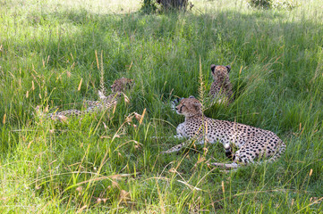 Malaika cheetah in the Masai Mara