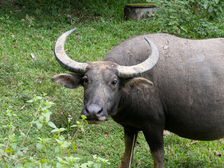 buffalo in the grass