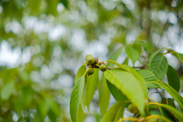 ドングリの成長を追う新緑