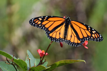 Monarch Butterfly On Red Flower