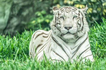 A white tiger lying on the grass