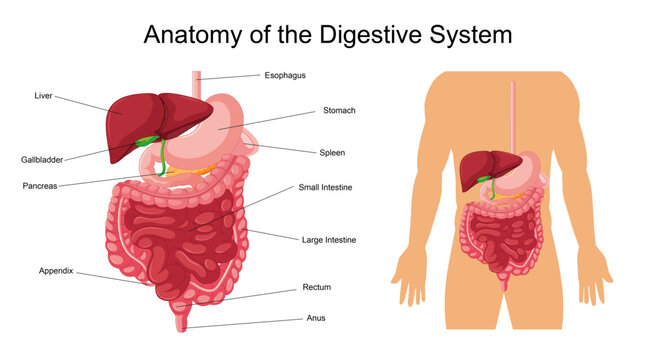 Anatomy of the Digestive System A Detailed Illustration of Human Digestion